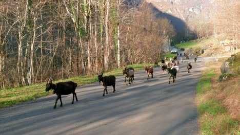 A-herd-of-goats-is-walking-along-an-asphalt-road-lit-by-the-sun-in-Cavergno-village,-Switzerland