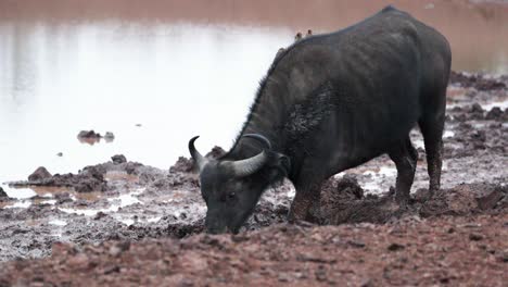 Wild-Buffalo-Walking-On-A-Muddy-Lakeshore-In-Kenya,-East-Africa