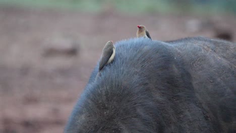 Pájaros-Picabueyes-De-Pico-Rojo-Sentados-En-El-Lomo-De-Un-Búfalo-Africano-En-Aberdare,-Kenia