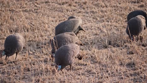 Guinea-fowl-scratch-the-ground-in-search-of-food