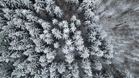 Birds-eye-drone-shot-rising-above-frosty,-snow-covered-treetops-on-a-cloudy-day