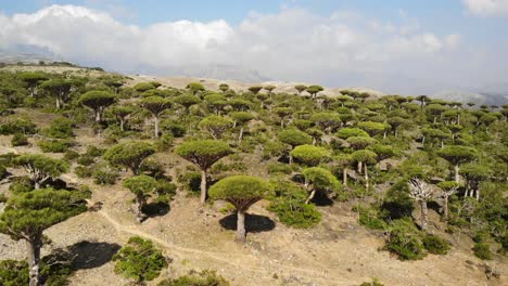 Luftaufnahme-Der-Trockenen-Landschaft-Der-Insel-Sokotra-Im-Jemen,-übersät-Mit-Drachenblutbäumen