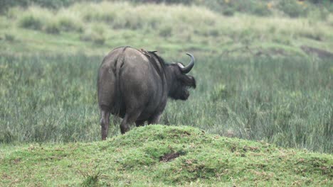 Rückansicht-Eines-Afrikanischen-Büffels,-Der-Zum-Grasfeld-Des-Aberdare-Nationalparks-In-Kenia-Geht