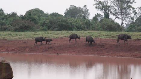 Gehörnte-Afrikanische-Büffel-In-Der-Nähe-Des-Flusses-Im-Aberdare-Nationalpark,-Kenia,-Ostafrika