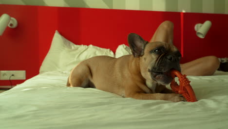A-French-Bulldog-lies-on-a-bed,-contentedly-chewing-on-a-bright-orange-toy