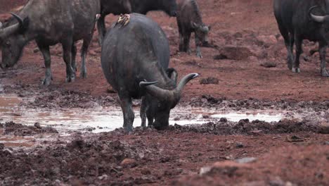 African-Wild-Buffaloes-At-The-Muddy-Holes-In-Aberdare-National-Park,-Kenya,-East-Africa