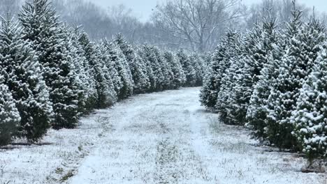 Snow-flurries-at-Christmas-tree-farm-during-December