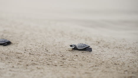 baby-new-born-turtle-running-In-sandy-beach-to-reach-open-sea-water