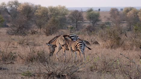 Zebra-foal-stands-next-to-its-grazing-mother-zebra