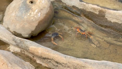 Two-freshwater-crabs-attack-each-other-in-shallow-water-on-Socotra-Island,-Yemen