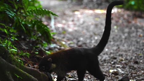 pizote-white-nosed-coati,-also-known-as-the-coatimundi,-is-a-species-of-coati-and-a-member-of-the-family-Procyonidae