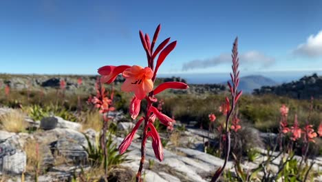 Watsonia-Tabularis-Planta-Con-Flores-En-La-Montaña-De-La-Mesa