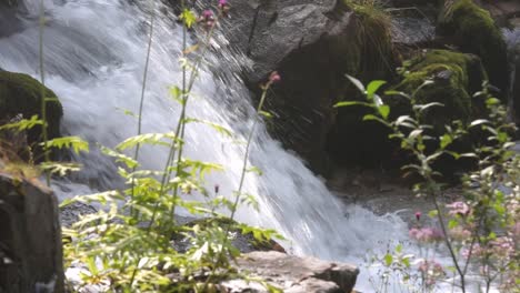 Herbs-and-flowers-at-Waterfall-of-Vallesinella-Madonna-di-Campiglio,-Trentino-Alto-Adige,-Italy