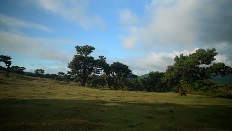 Bosque-De-Estanque-Fanal-En-Madeira-Portugal-Con-Hermosos-Paisajes-Alrededor-Y-Una-Naturaleza-Increíble-Filmada-En-4k-Por-La-Mañana-Con-Movimientos-Suaves