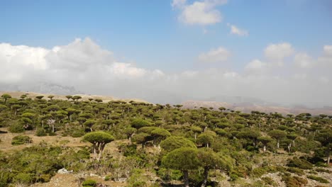 Vista-Aérea-Del-Exótico-Bosque-Firmihin-Con-árboles-De-Sangre-De-Dragón-En-La-Isla-De-Socotra-En-Yemen