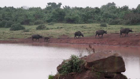 African-Wild-Buffalo-Herd-Running-Near-River-In-Kenya,-East-Africa