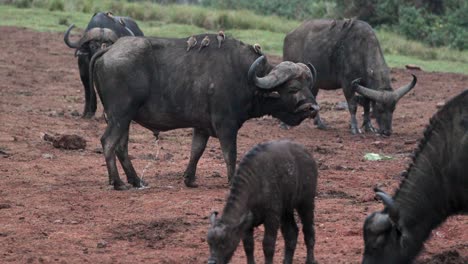 African-Cape-Buffalo-Herd-Feeding-On-The-Wild-Nature-In-Kenya,-East-Africa