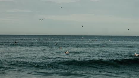 Pelicans-flock-and-dive-into-the-ocean-on-a-beach-in-Encinitas,-California