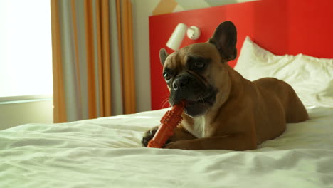 An-engaged-French-Bulldog-enjoys-a-chew-toy-while-lounging-on-a-white-bedspread