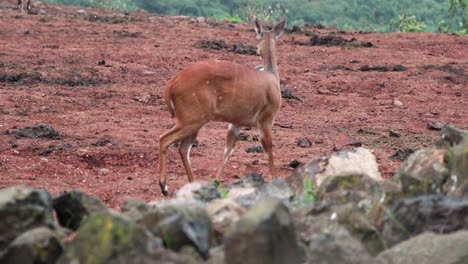 Female-Harnessed-Bushbuck-Walking-In-The-Aberdare-National-Park,-Kenya,-East-Africa