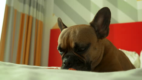 Adorable-French-Bulldog-on-a-bed,-playfully-licking-its-lips-with-a-look-of-anticipation