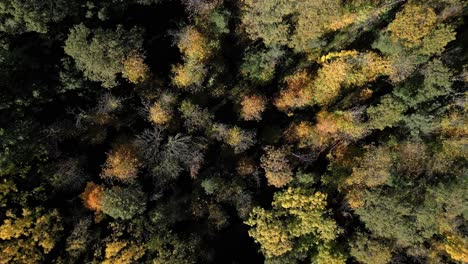 Luftdrohnen-Fliegen-über-Nadelbaumkiefern-Im-Herbst-Mit-Gelb-grün-orangefarbenen-Blättern-In-Arbucies,-Girona,-Spanien