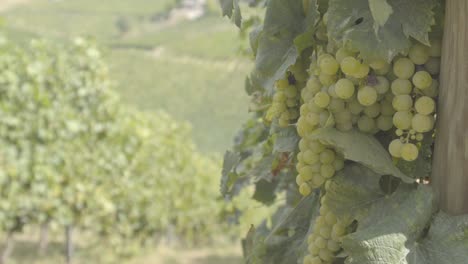 Landscape-of-Oltrepo'-Pavese-with-vineyards-and-bunch-of-white-grapes