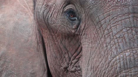 Hintern-Und-Schwanz-Eines-Afrikanischen-Buschelefanten,-Bedeckt-Vom-Gesicht-Eines-Anderen-Elefanten