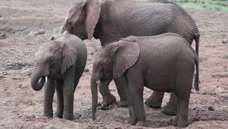 Family-Of-African-Bush-Elephants-Feeding-Outdoor-In-Aberdare,-Kenya