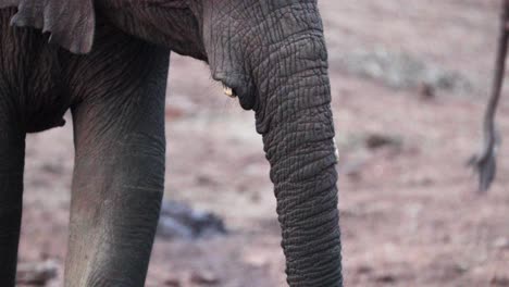 Trompa-De-Elefante-Alimentándose-En-El-Parque-Natural-Del-Parque-Nacional-De-Aberdare,-Kenia,-África-Oriental