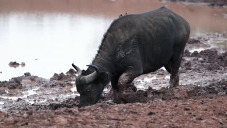 Afrikanischer-Büffel-An-Einem-Schlammigen-Wasserloch-In-Kenia,-Ostafrika