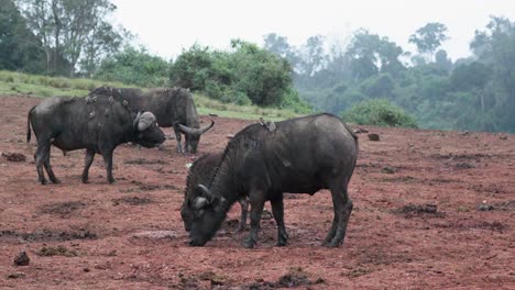 Buffaloes-On-The-Mountains-In-Aberdare-National-Park,-Kenya,-East-Africa