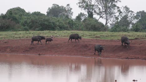 African-Buffalos-Over-Safari-Park-In-Aberdare-National-Park,-Kenya,-East-Africa