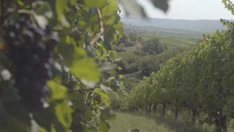 Landscape-of-Oltrepo'-Pavese-with-vineyards-and-bunch-of-grapes