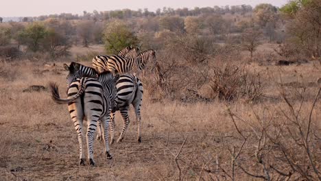 Eine-Herde-Zebras,-Im-Hintergrund-Fährt-Ein-Safari-Jeep-Vorbei