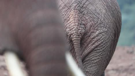 Rückseite-Eines-Afrikanischen-Savannenelefanten,-Bedeckt-Vom-Gesicht-Eines-Anderen-Gehenden-Elefanten