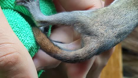 Kleines-Verlassenes-Eichhörnchenbaby,-Das-Von-Einem-Mitfühlenden-Menschen-Gefüttert-Wird