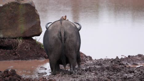 Afrikanischer-Büffel-Mit-Madenhacker-Steht-Am-Schlammigen-Flussufer-In-Afrika
