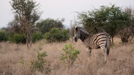 Zebra-Blickt-Auf-Die-Afrikanische-Savanne-Zurück