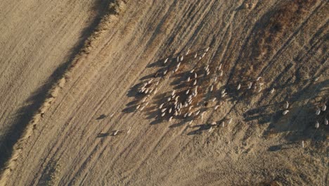Aerial-view-of-a-flock-of-sheep-grazing-in-a-harvested-crop-field,-drone-view-of-sheep-wandering-around-the-field