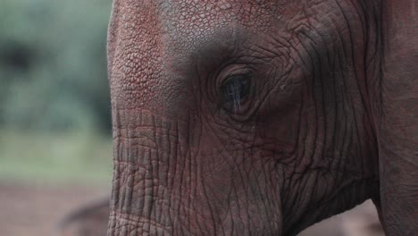 Closeup-Of-An-African-Bush-Elephant's-Face-With-Wrinkled-Skin