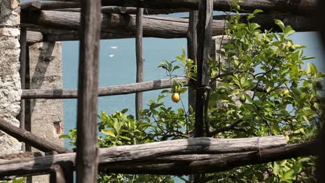 Lemonhouse-in-Limone-sul-Garda,-Italy,-lemon-in-the-leaves-between-structures