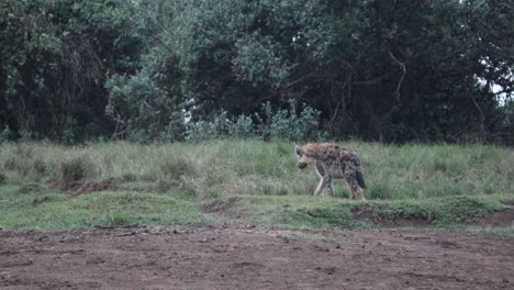 Hiena-Manchada-Deambulando-Por-El-Desierto-Del-Parque-Nacional-Aberdare,-Kenia,-África-Oriental
