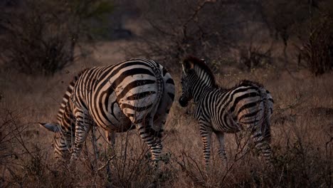 Zebra-foal-stands-behind-its-grazing-mother-zebra