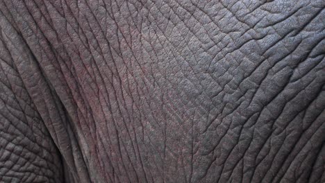 Raue-Strukturierte-Haut-Eines-Afrikanischen-Savannenelefanten-Mit-Falten-Und-Rissen