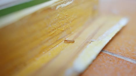 Detailaufnahme-Einer-Einzelnen-Termite,-Die-Holzmöbel-Im-Innenhaus-Frisst