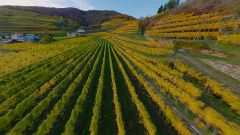 Wachau-FPV-shot-blazing-along-yellow-autumn-vinyards-in-Spitz