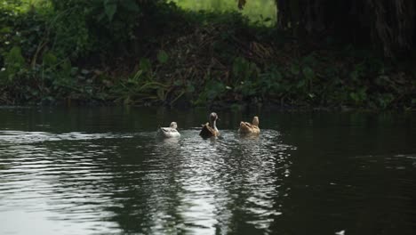 Ducks-are-playing-in-the-pond