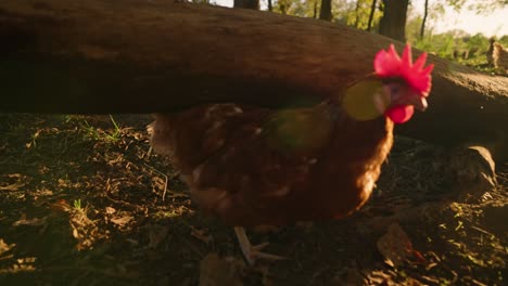 Close-up-of-brown-free-range-chicken-pecking-at-ground-and-walking-under-tree-log-in-forest-pasture-on-egg-farm-during-golden-hour-sunset-in-slow-motion