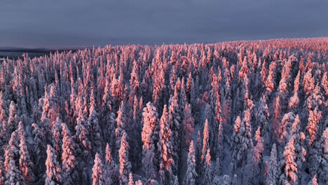 Aerial-view-rotating-over-snowy-forest,-overlooking-sunlit-wilderness-of-Lapland